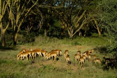 Lake_Nakuru_11-2