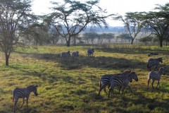 Lake_Nakuru_20-2