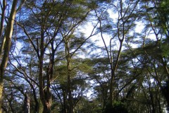 Lake_Nakuru_23-2
