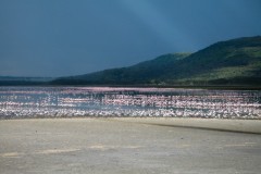 Lake_Nakuru_6-2