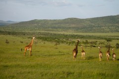 Masai_Mara_2-2