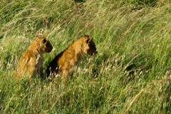 Masai_Mara_3-3