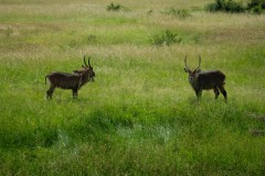 Masai_Mara_7-2