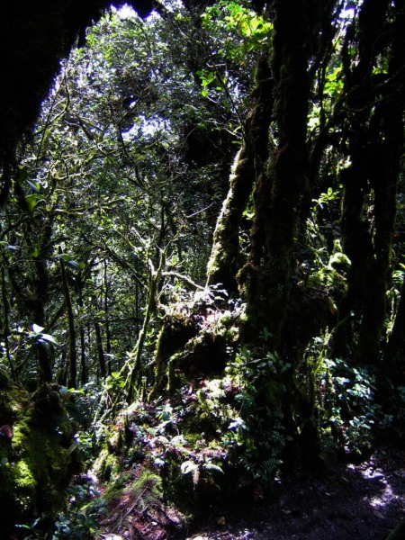 Cameron_Highlands_10-2