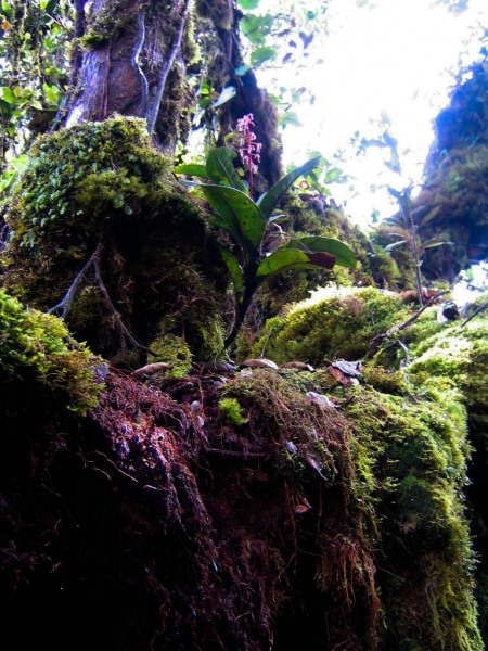 Cameron_Highlands_11-2