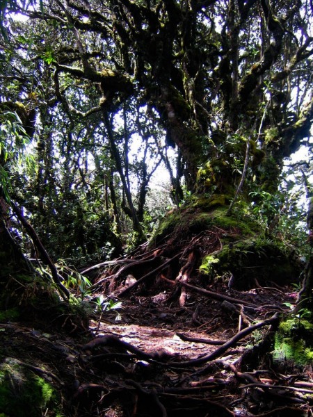 Cameron_Highlands_12-2