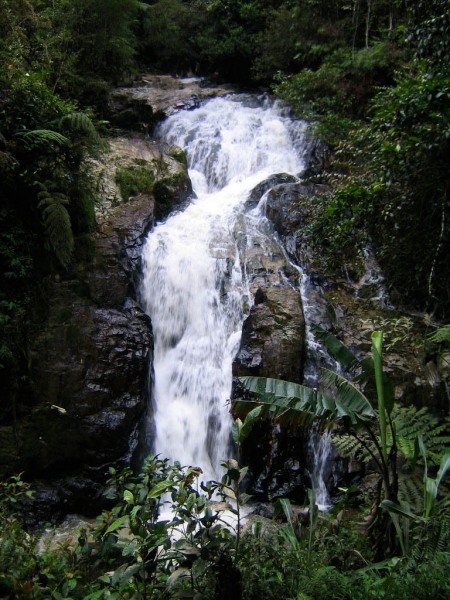 Cameron_Highlands_14-2