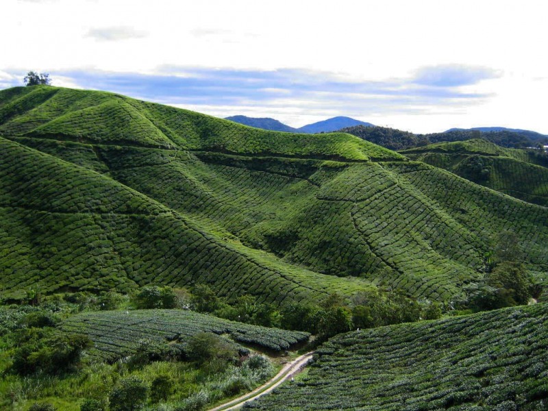 Cameron_Highlands_5-2