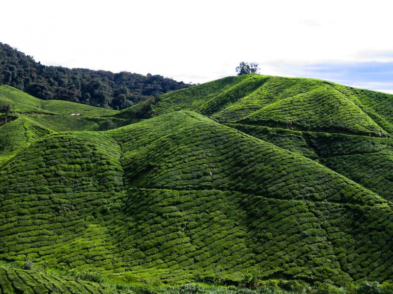 Cameron_Highlands_7-2