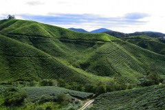 Cameron_Highlands_5-2