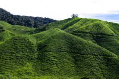 Cameron_Highlands_7-2