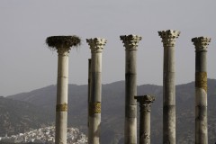 Volubilis-2