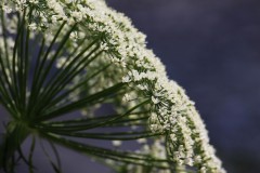 IMG_3620-2