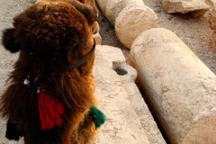 Palmyra-13-2