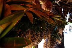 Picture_104-2