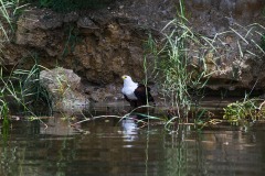 IMG_6983-3