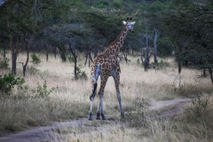 IMG_7143-2